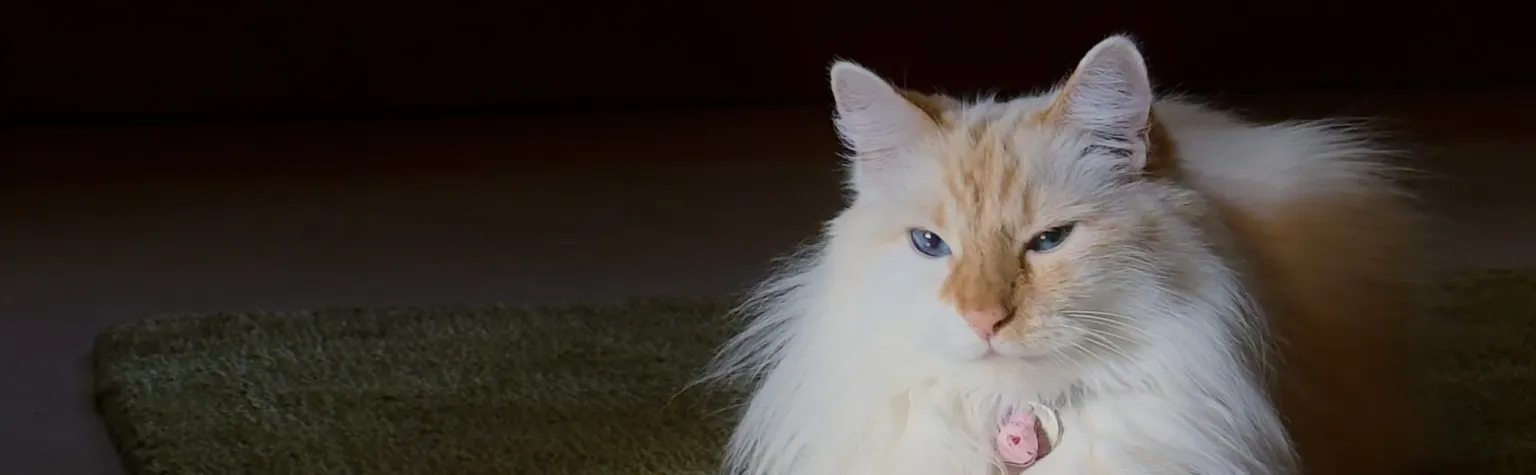 Flame-point orange and white fluffy cat