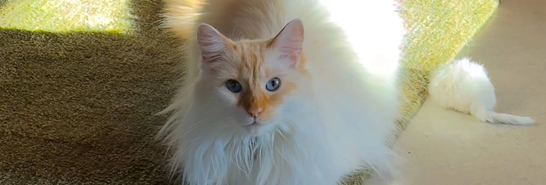 Flame-point white and orange fluffy cat