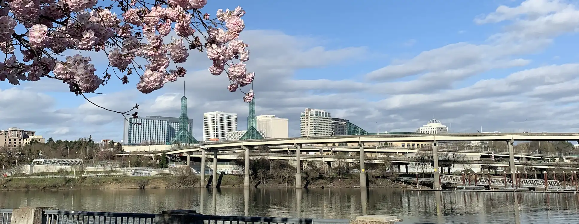 View of Portland with river and cherry blossoms in foreground